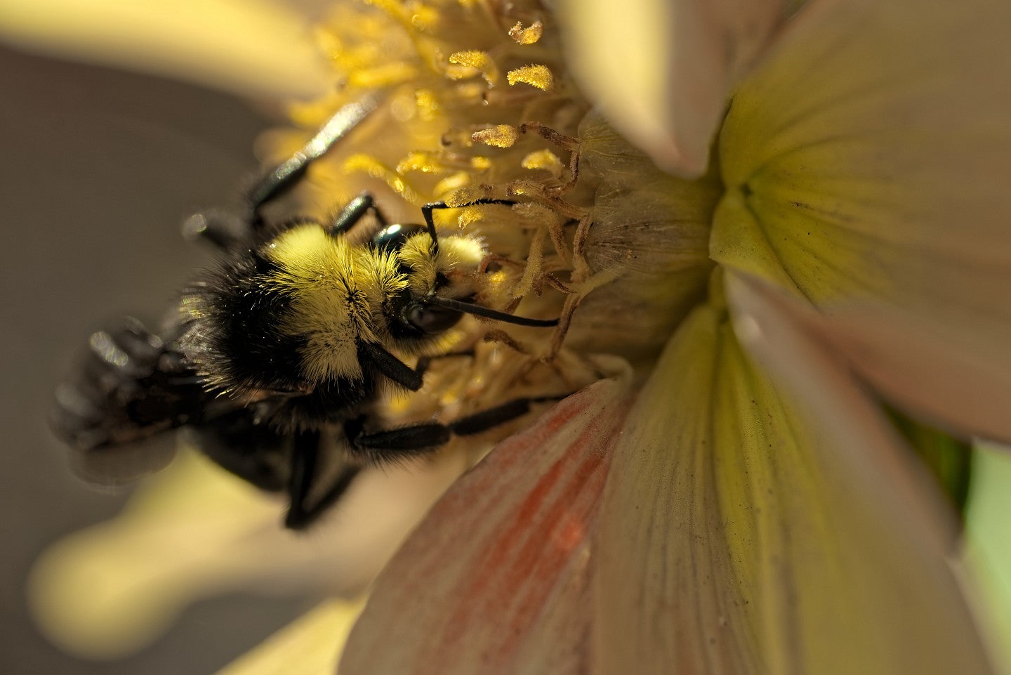 Close-up of bee in a flower
