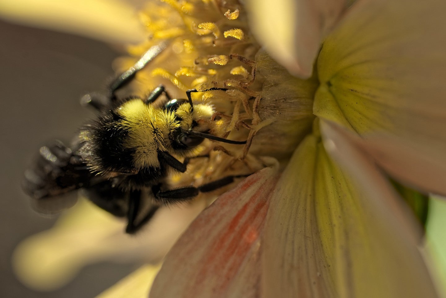 Portrait of a queen bee with beautiful brown eyes and long wavy hair. She  is dressed in a yellow honey-coloured dress with an exposed décolletage  with not inconsiderable breasts. Stock Photo