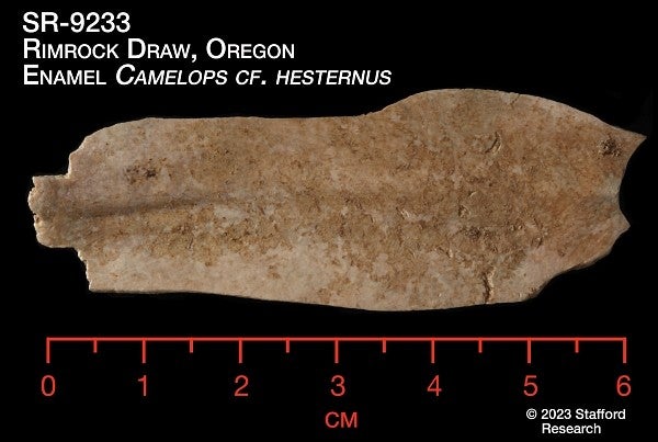 camel tooth fossil