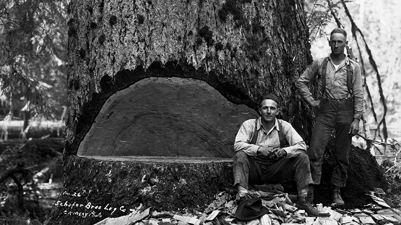 Fallers and large tree, photo taken between 1893 and 1945