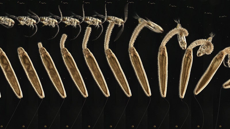 Multi-frame image of larval carnivore in movement
