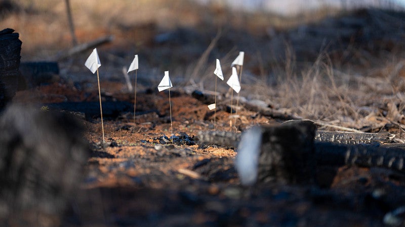 White flags stick up from burnt soil, marking seedlings