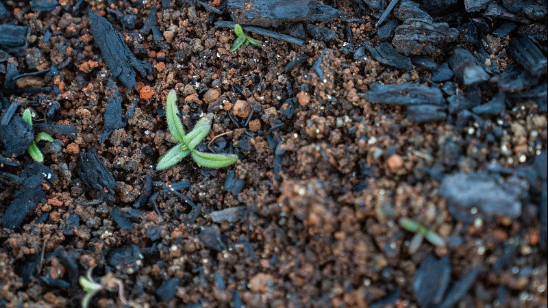 A seedling with green leaves sprouts in charred soil