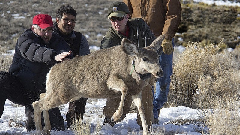 Meacham and Kauffman release female mule deer 
