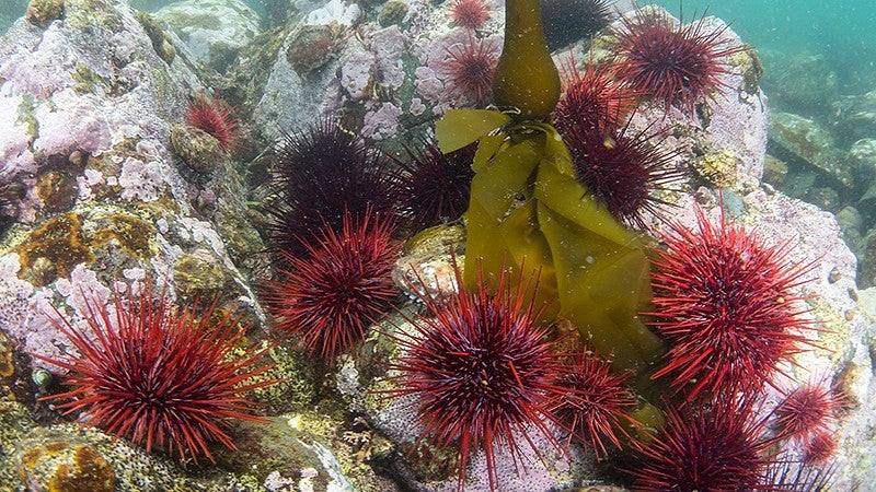 Underwater photo of red sea urchins