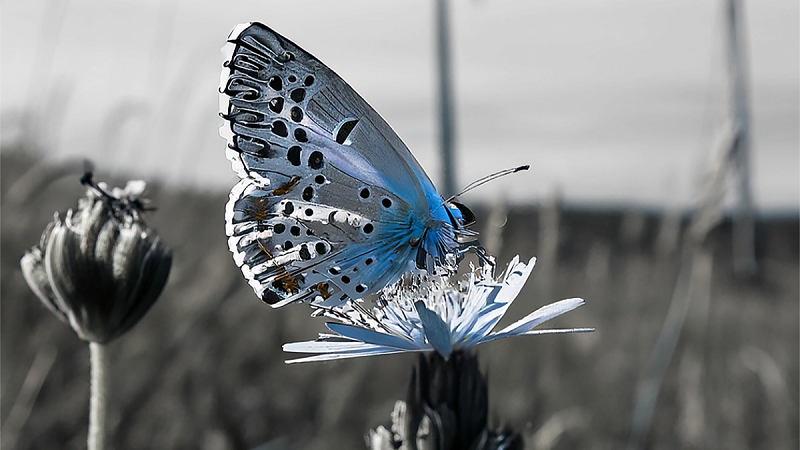 A butterfly in the foreground and wind farm in the background, sepia tones