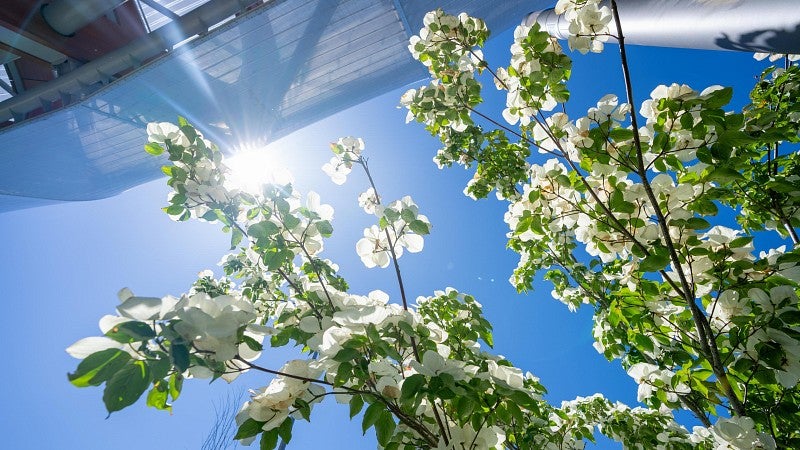 flowering dogwood tree in sunlight near Hayward Field