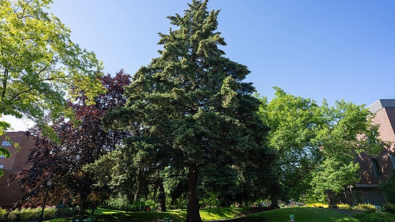 Douglas Fir on the UO campus