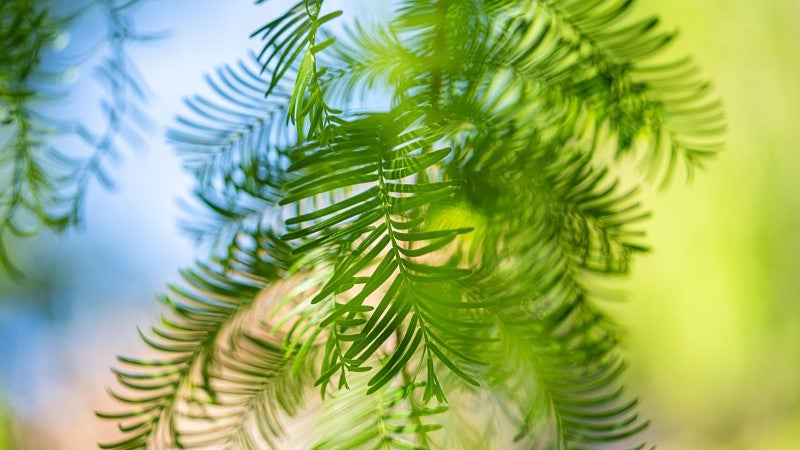 close-up of dawn redwood tree needles