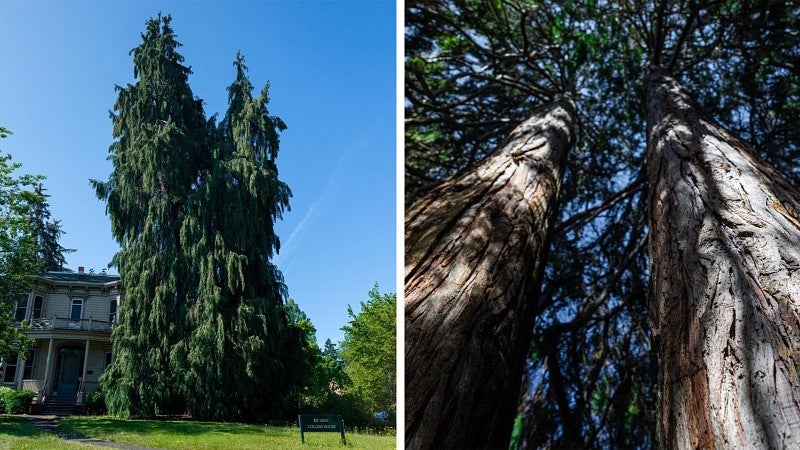 A tall port orford cedar next to closeup of its two main trunks