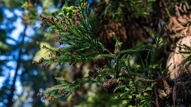 closeup of Japanese cedar limbs and needles