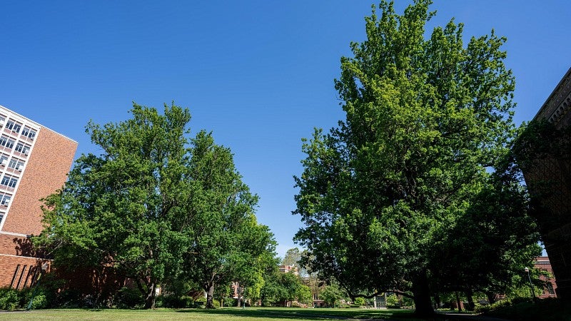 two pyramidal oaks on the UO quad