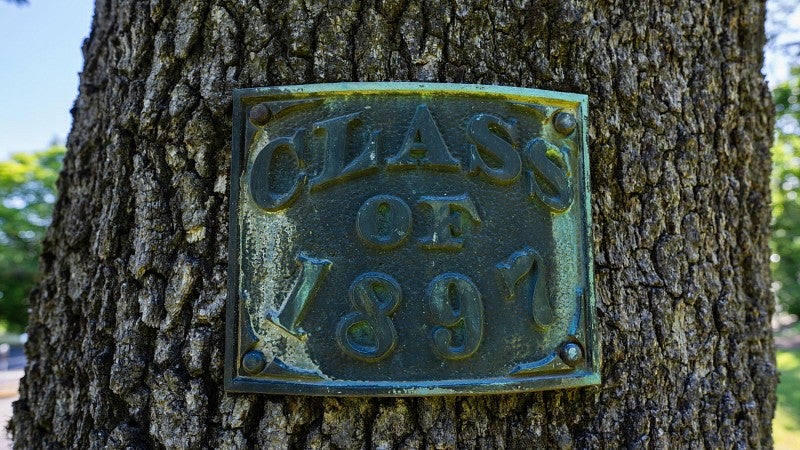 Close-up of "Class of 1897" dedication plaque attached to the trunk of an oak tree on the UO campus.