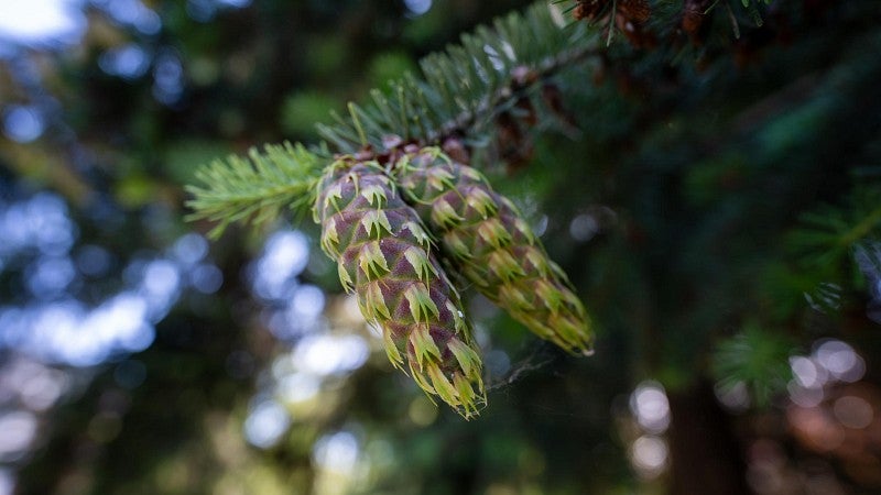 Close-up of seed cones on Douglas Fir tree.