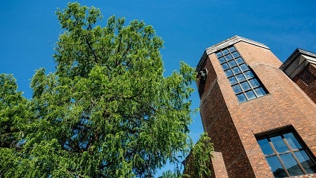 Against a bright blue sky, the top of a Dawn Redwood tree stands next to the windows and red brick of Condon Hall's top storey.