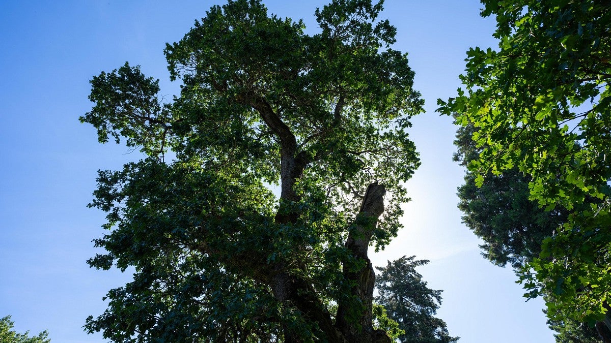 white oak trees aginst blue sky