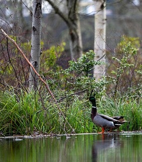 Mated pair of mallard ducks standing in fountain at the John E. Jaqua Academic Center for Student Athletes; trees and grasses in marsh naturescape visible in background.