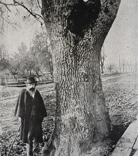In a black and white photo from the 1902 "Webfoot" yearbook, Professor Thomas Condon is pictured standing next to an oak tree.