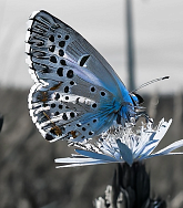 A butterfly in the foreground and wind farm in the background, sepia tones