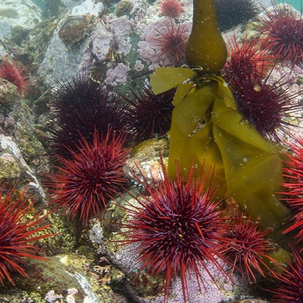 Underwater photo of red sea urchins