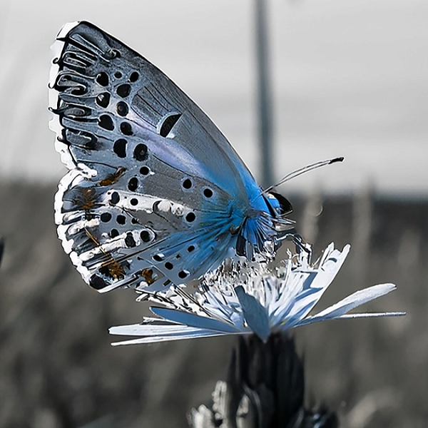 A butterfly in the foreground and wind farm in the background, sepia tones