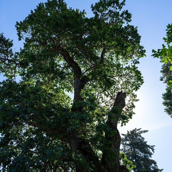 white oak trees aginst blue sky